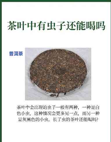 普洱茶上有小虫子，普洱茶中的小虫子：起因、作用与解决方法