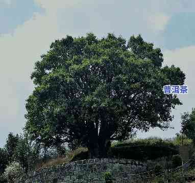 重庆古树普洱茶批发地址-重庆古树普洱茶批发地址在哪里