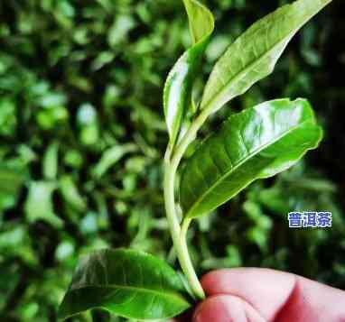 深入解析：老班章茶叶口感及其特别特点