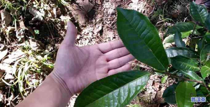 老班章是更好的茶吗？揭秘老班章茶的特点与产地