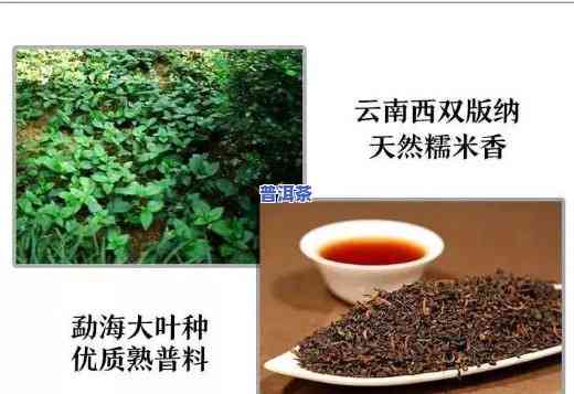 普洱茶风味提取方法视频教学详解大全