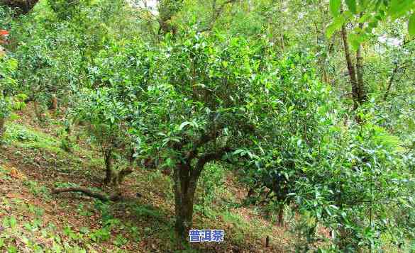 云南普洱茶老茶树，探寻云南普洱茶的源头：老茶树的魅力与价值