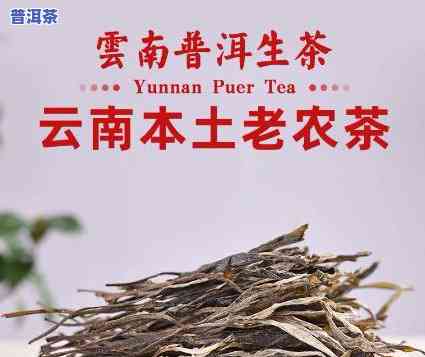 云南老树普洱茶介绍-云南老树普洱茶介绍图片