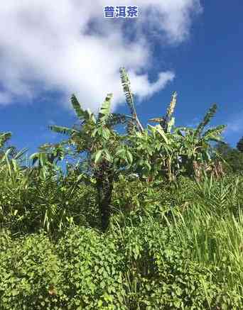 老班章的图片，探索古老韵味：老班章茶树的美丽图片