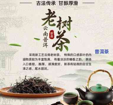 云南老树普洱茶介绍-云南老树普洱茶介绍图片