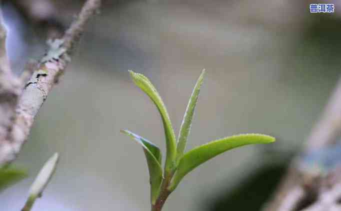 深入解析：生普洱茶与绿茶的区别及特点