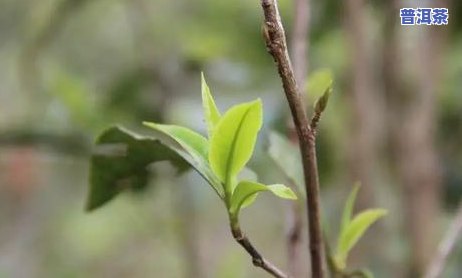 老班章的价格为什么差异这么大，探究老班章价格差异的起因：揭秘作用其价值的关键因素