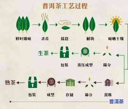 全面熟悉普洱茶工厂生产流程：图片、视频大汇总！