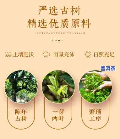 普润心堂百年古树茶价格：百年至3百年不等，有桶装可选