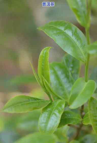 普洱茶的涩味来自哪里呢-普洱茶的涩味来自哪里呢图片