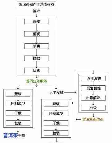 全面熟悉生普洱的制作工艺及其流程