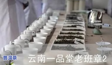 云南一品堂班章基地：老班章2008与普洱茶价格全解析