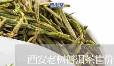 西安老树普洱茶售价多少-西安老树普洱茶售价多少钱