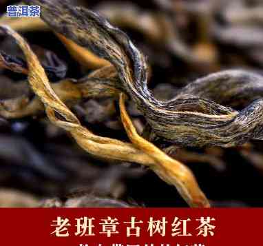 老班章红茶怎么购买藏-老班章红茶价格