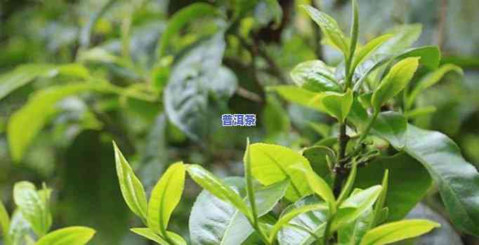 普洱茶属于什么茶种？其特征与特点解析