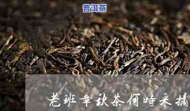 老班章茶什么时候采-老班章采茶时间