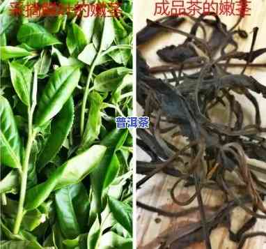 普洱茶的梗叫龙骨吗图片，揭开普洱茶的秘密：龙骨真的存在吗？看图解析！