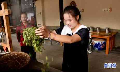 腾冲普洱茶包含哪些茶种呢，探秘腾冲普洱茶：熟悉其中包含的丰富茶种种类