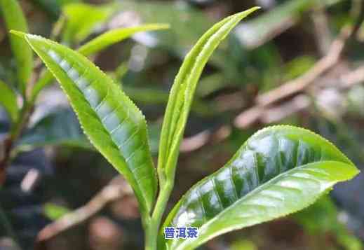 腾冲普洱茶包含哪些茶类和茶叶，探寻云南特色：腾冲普洱茶的种类与茶叶详解