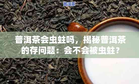 普洱茶有虫蛀怎样解决才能好喝？