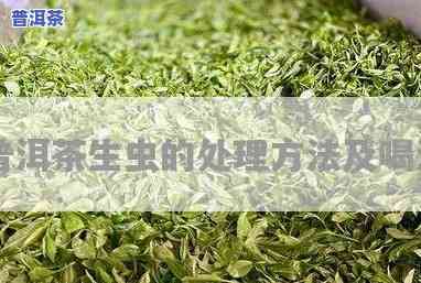 普洱茶有茶虫怎么办？正确解决方法与步骤全解析