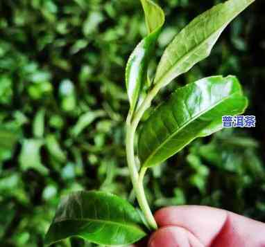 探究老班章茶汤色泽：深入熟悉老班章茶叶的汤色特性