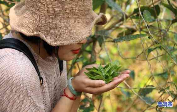 云南景洪茶叶，探索云南：品尝景洪特别的茶叶文化