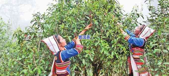 云南景洪茶叶，探索云南：品尝景洪特别的茶叶文化