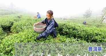 普洱茶里面的是什么菌，揭示普洱茶中的神秘菌种