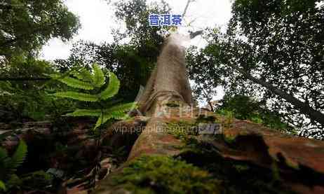 湖南古树普洱茶排行榜前十名，「十大湖南古树普洱茶」：带你领略湖南古树普洱的魅力