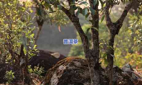 怎么去茶山上老班章-老班章在哪坐古茶山