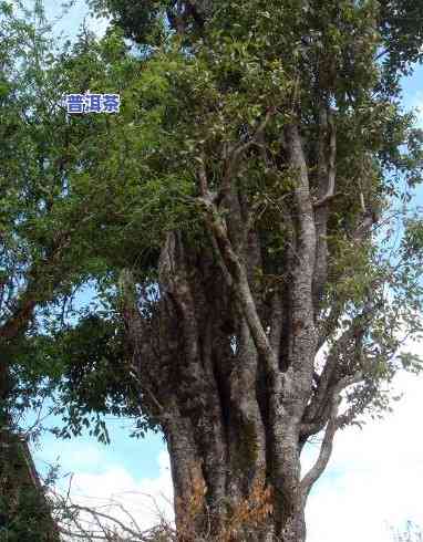 橄榄树普洱茶口感怎样样-橄榄树普洱茶口感怎样样啊