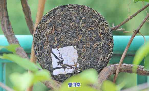 老树普洱茶日常用法视频-老树普洱茶日常用法视频讲解