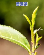 怎样区分什么是普洱茶类的，普洱茶类别辨识指南：怎样区分各种类型的普洱茶？