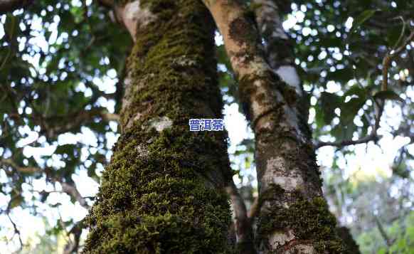 古树普洱生茶的口感与特点全面解析