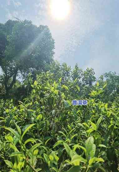 老班章111号茶农：管理1号茶园与分享茶农