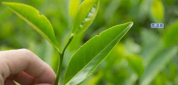 普洱茶的一片叶子是什么茶，探寻普洱茶的秘密：一片叶子背后的故事