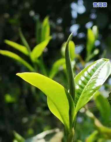 普洱茶的一片叶子是什么-普洱茶的一片叶子是什么颜色