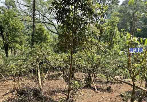 2000年老班章普洱茶价格全揭秘