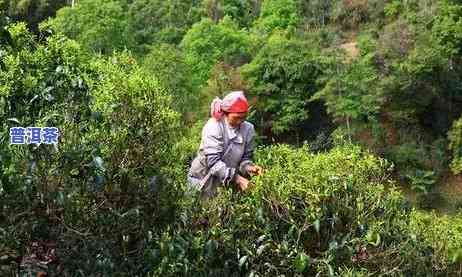 辽宁老班章茶农直销-辽宁老班章茶农直销公司