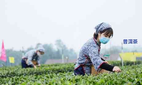 吴裕泰的茶怎么样，探究吴裕泰茶叶品质：一次全面评测