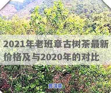 纯料老班章古树茶2019、2020、2021年最新价格一览