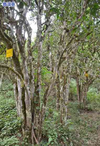 福州古树普洱茶批发地址-福州古树普洱茶批发地址在哪里