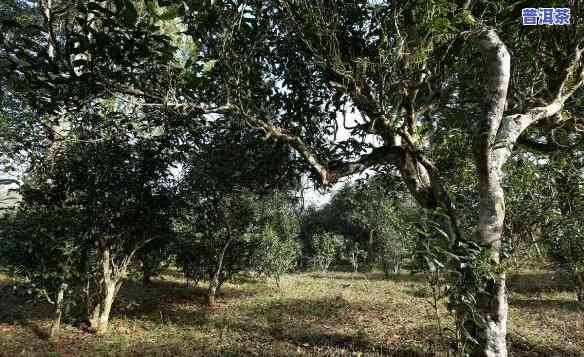 福州古树普洱茶批发地址-福州古树普洱茶批发地址在哪里