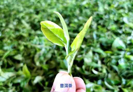 布朗山老班章古树茶，【限时抢购】布朗山老班章古树茶，纯手工制作，原生态茶叶，醇厚口感，送亲友的更佳选择！