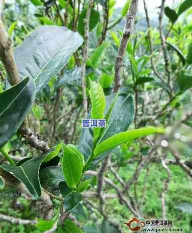 普洱茶大树与古树对比图片，深度解析：普洱茶大树与古树的视觉对比，你了解它们的区别吗？