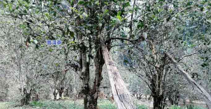 普洱茶大树与古树对比图片，深度解析：普洱茶大树与古树的视觉对比，你了解它们的区别吗？