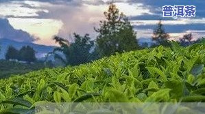 湛江知名普洱茶招商电话-湛江知名普洱茶招商电话号码