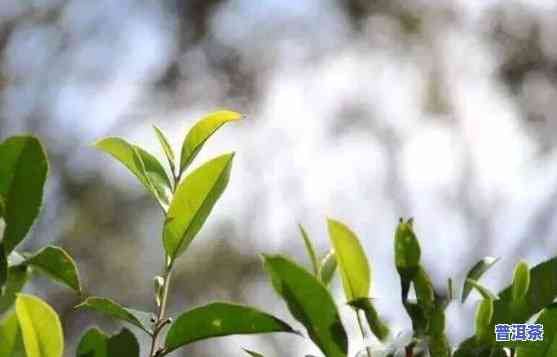 普洱茶有多少种树种茶类图片，探索普洱茶的世界：熟悉不同树种和茶类的美丽图片