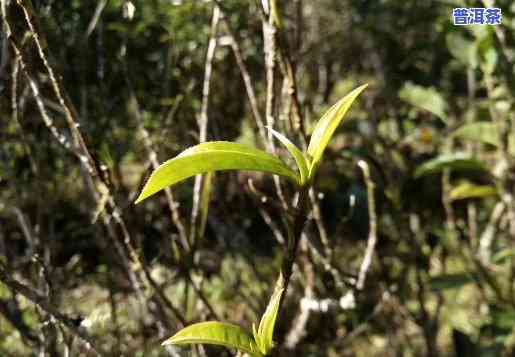 普洱茶山头茶的特点，探秘普洱茶的魅力：揭秘山头茶的特别特点